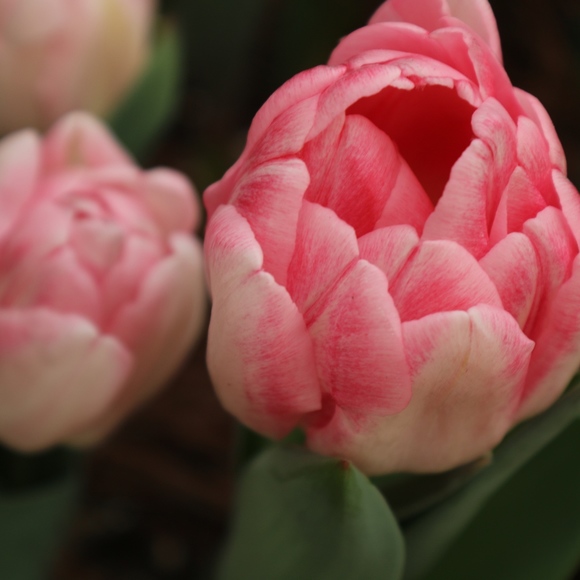 Meet your Posher - Picture 2 of 3